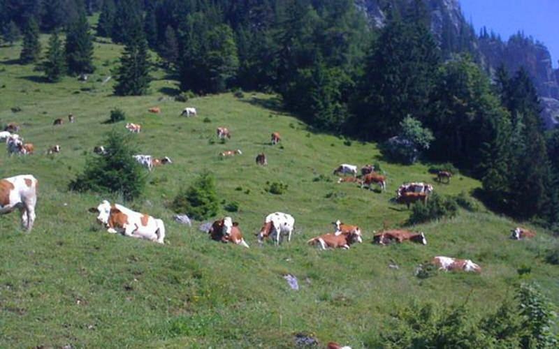 Gasthof Pension Alpenblick Radfeld エクステリア 写真